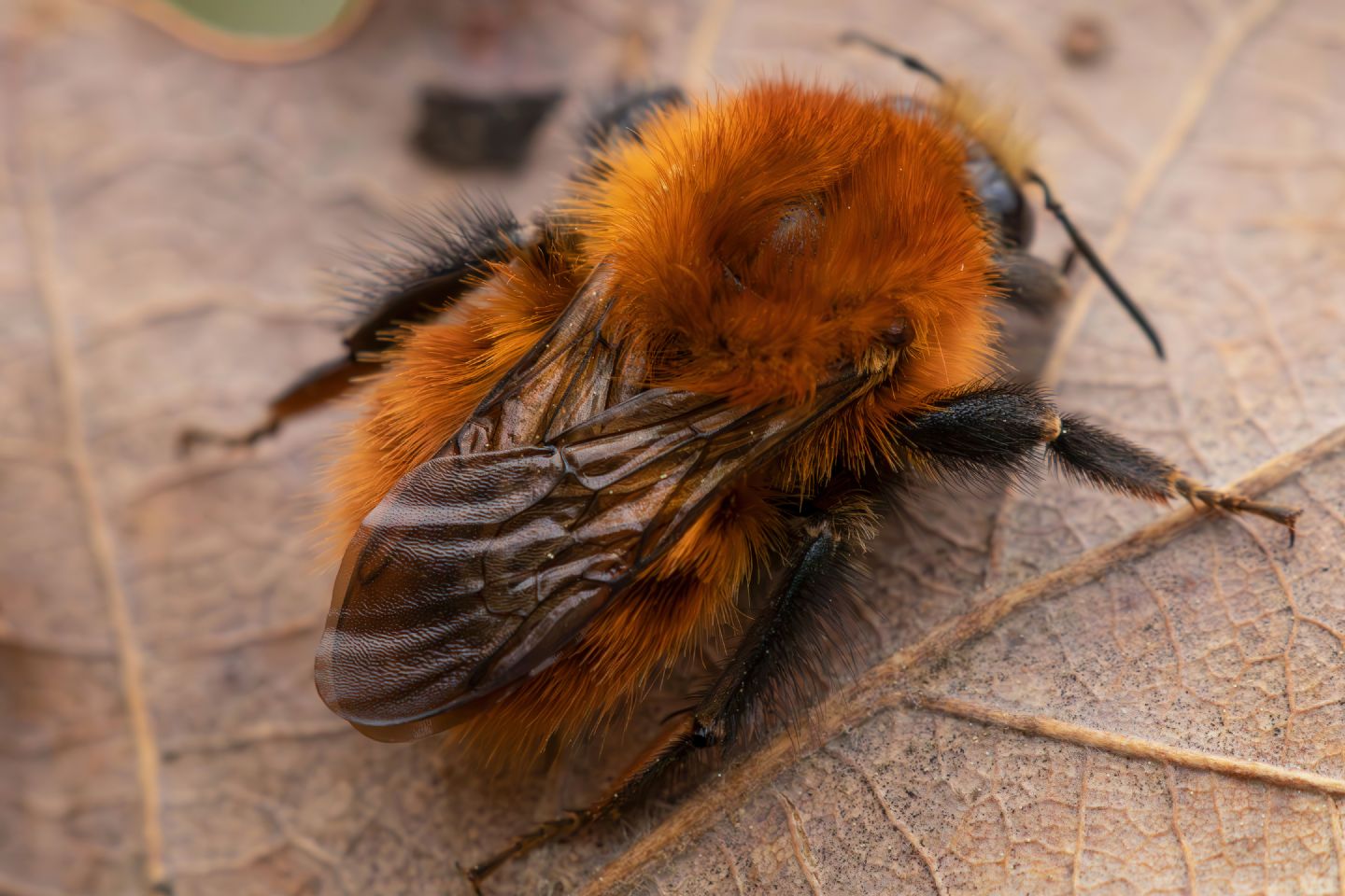 Apidae - Bombus pascuorum o forse dovrei dire Pasquorum